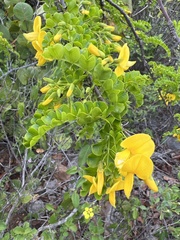 Pictetia aculeata, photograph Alan Weakley, CC0, iNaturalist via GBIF