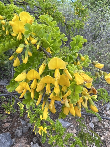Pictetia aculeata, photograph 4