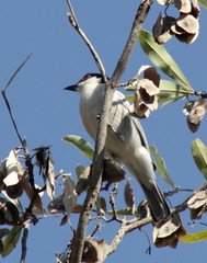 Dryoscopus cubla okavangensis