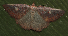 Apodasmia rufonigraria