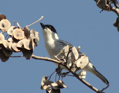 Dryoscopus cubla okavangensis