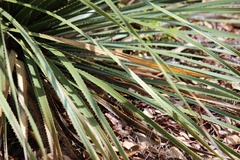 Aspidoscelis sexlineatus
