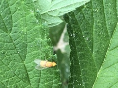 Homoneura fuscibasis