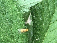 Homoneura fuscibasis