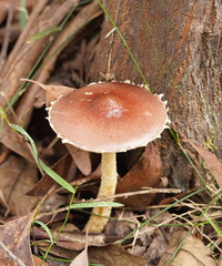 Stropharia formosa