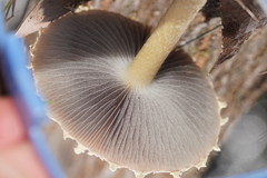 Stropharia formosa