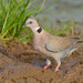 Mourning Collared Dove - Photo (c) Paul Cools, some rights reserved (CC BY-NC), uploaded by Paul Cools