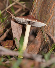 Stropharia formosa