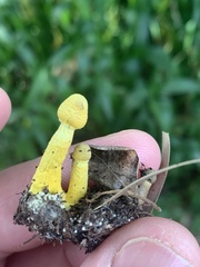 Leucocoprinus birnbaumii image