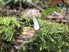 Roridomyces austrororidus