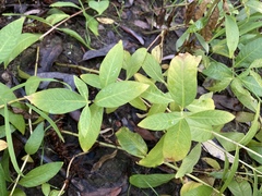 Lysimachia terrestris