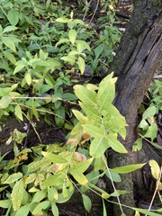 Lysimachia terrestris