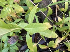 Lysimachia terrestris