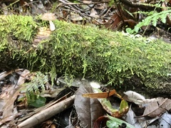 Roridomyces austrororidus