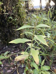 Lysimachia terrestris