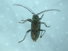 Brothylus gemmulatus