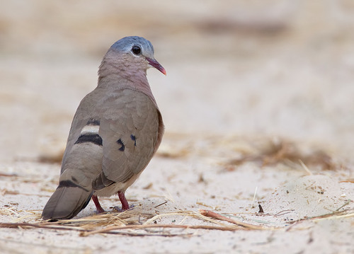Blue-spotted Wood-Dove