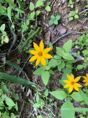 Coreopsis pubescens