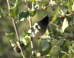 Pycnonotus nigricans superior