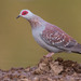 Speckled Pigeon - Photo (c) Paul Cools, some rights reserved (CC BY-NC), uploaded by Paul Cools