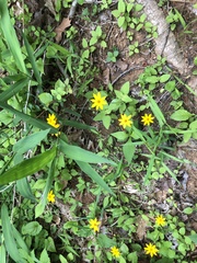 Coreopsis pubescens