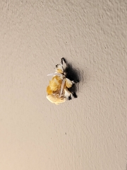 Megalopyge opercularis