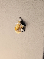 Megalopyge opercularis