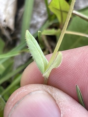 Holosteum umbellatum