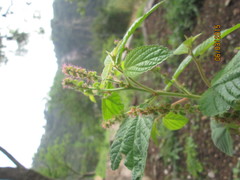 Acalypha subviscida