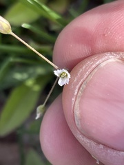 Holosteum umbellatum