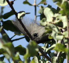Corythaixoides concolor bechuanae