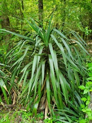 Yucca gloriosa tristis