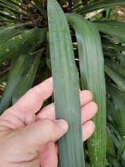 Yucca gloriosa tristis