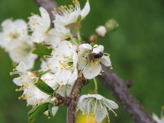 Andrena hippotes
