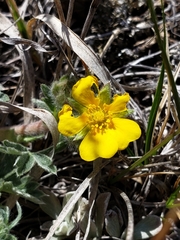 Potentilla concinna