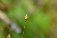 Carex chordorrhiza