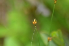Carex chordorrhiza