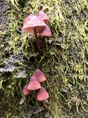Mycena kuurkacea