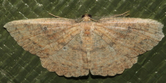 Casbia melanops
