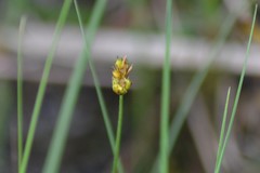 Carex chordorrhiza