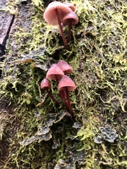 Mycena kuurkacea