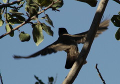 Pycnonotus nigricans superior