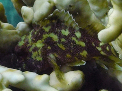 Sebastapistes cyanostigma