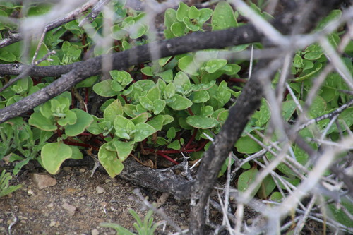 Tetragonia echinata (Tetragonia echinata)