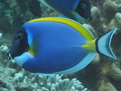 Acanthurus leucosternon