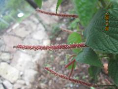 Acalypha subviscida