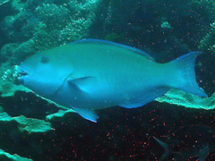 Chlorurus strongylocephalus