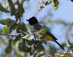 Pycnonotus nigricans superior