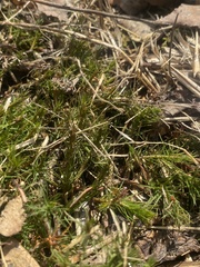 Hippuris vulgaris
