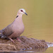Red-eyed Dove - Photo (c) Paul Cools, some rights reserved (CC BY-NC), uploaded by Paul Cools